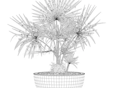 Washingtonia filifera palm 3D model