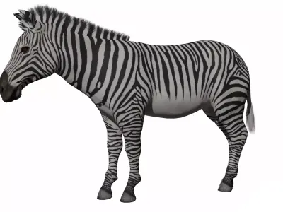 African Zebra Low-poly 3D model
