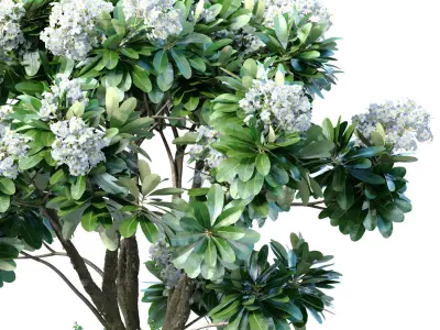 Decorative garden tree with white Plumeria flowers in a vase 3D model