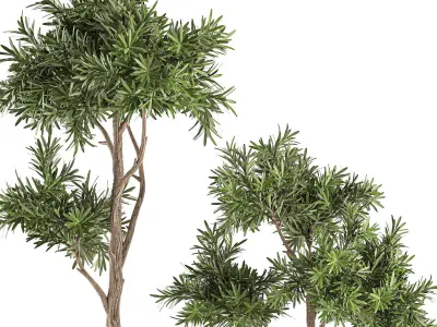 Decorative tree in a black flowerpots 742 3D model