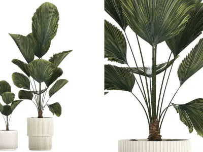 Beautiful licuala palm tree in flower pots for decoration 1270 3D model