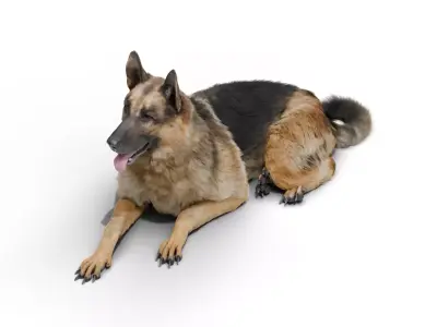 Shepherd German Low-poly 3D model