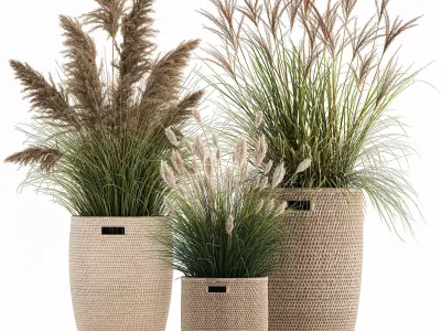 Ornamental plants in rattan baskets 1024 3D model
