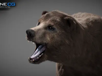 Animated Bears Pack 3D model