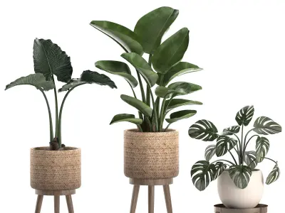 Decorative plants in a basket 574 3D model