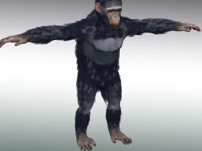 Chimpanzee Ape Rig 3D model