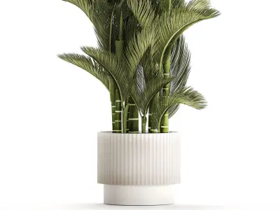 Small Indoor Palm White Pot Dypsis Cyrtostachys 1467 3D model
