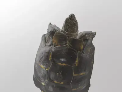 Tortois turtle 3D model