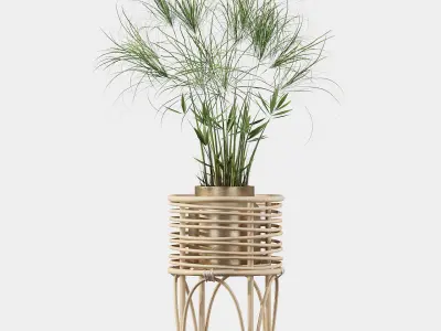 Cyperus Nofretete 02 3D model