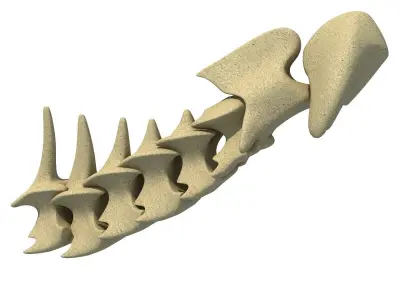 3D Animal Vertebrae 1 3D model