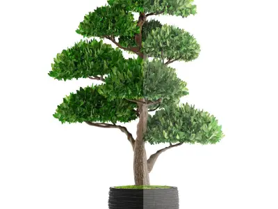 Bonsai tree 3D model