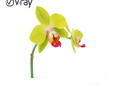 Orchid Flower D Model Pack with PBR Textures Low-poly 3D model