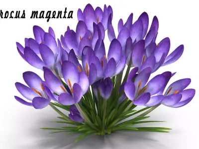 Crocus magenta 3D model