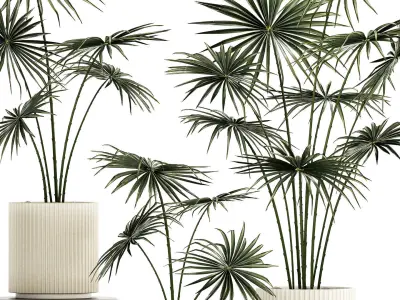 Beautiful fan palms in flower pots for decoration 1280 3D model