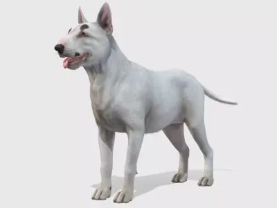 Dog - Bull Terrier Low-poly 3D model