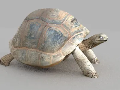 tortoise Low-poly 3D model purchase