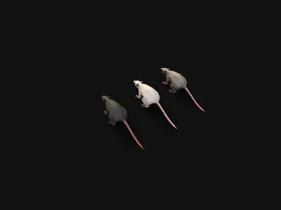 Mobile Rat Low-poly 3D model