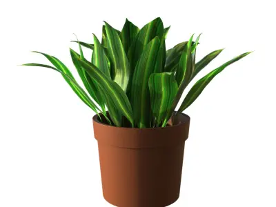 Potted Plant Aspidistra Elatior 3D model