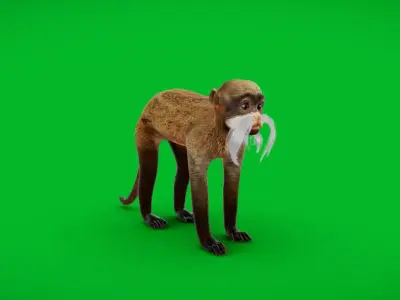 Emperor Tamarin Monkey Low-poly 3D model