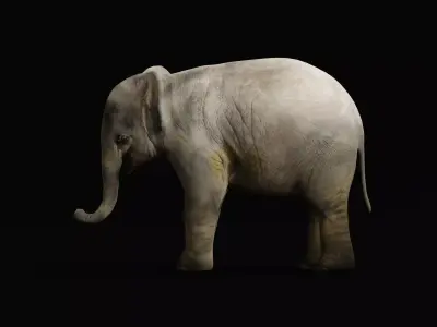 Baby Elephant Calf Low-poly 3D model