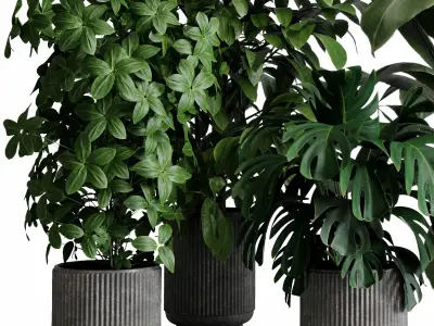 indoor plant 526 pot plant ficus rubbery monstera concrete  3D model
