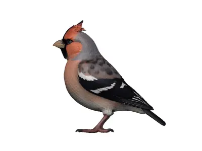 Finch Low-poly 3D model