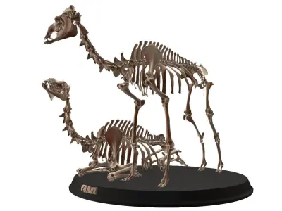 Couple Camel Cranium Low-poly 3D model