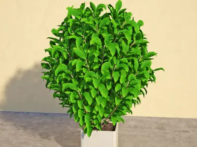 Laurus 1 plant in pot 3D model
