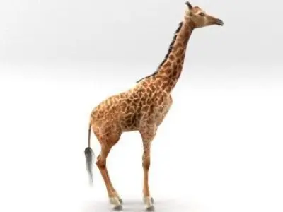 GIRAFFE 3D model 7