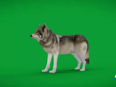 The Grey Wolf Low-poly 3D model