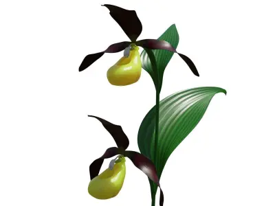 Ladys slipper orchid 3D model