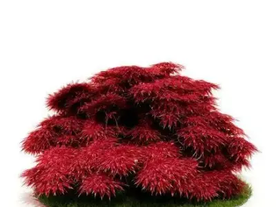 Red Bushy Plant 3D model