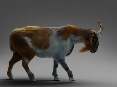 Fur Goat 01 Rigged and Animation in Blender Low-poly 3D model