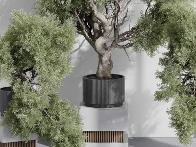 indoor plant set 389 tree bush concrete dirt vase Low-poly 3D model