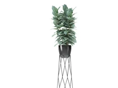 Collection Plant in Pot Flowerpot Exotic Plant 01 3D model