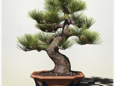 Pine Bonsai in Pot Low-poly 3D model