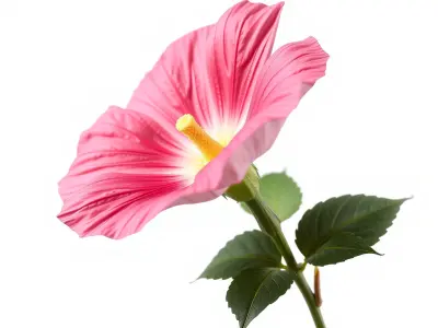 Ipomoea Pink Flower Natural Curves model pack Low-poly 3D model