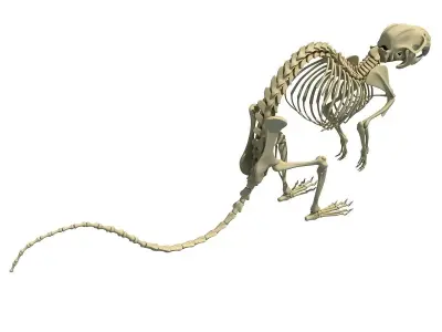 Rat Skeleton 3D model