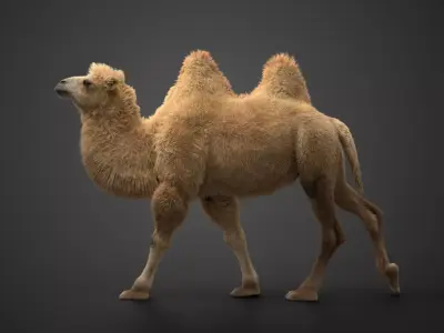 Bactrian Camel Animated VFX Grace  3D model