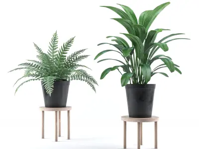 Plant collection 3 two potted plants 3D model