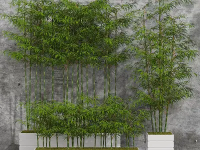 Plants collection 06 Bamboo 3D model