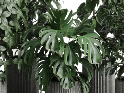 Collection indoor pot plant ficus rubbery monstera concrete dirt 3D model