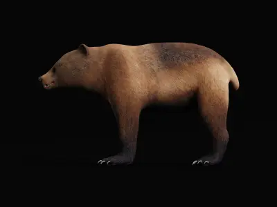 Young Brown Bear Low-poly 3D model