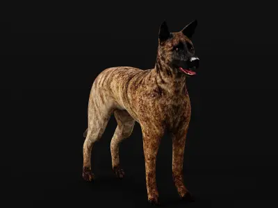Dutch Shepherd Dog Low-poly 3D model