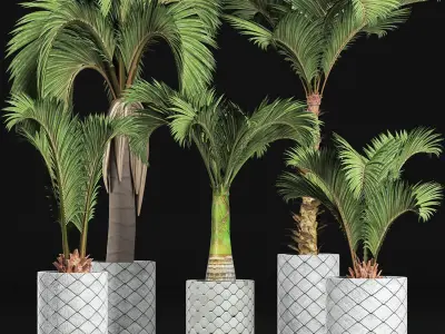 Plants Collection 201 Palms 3D model