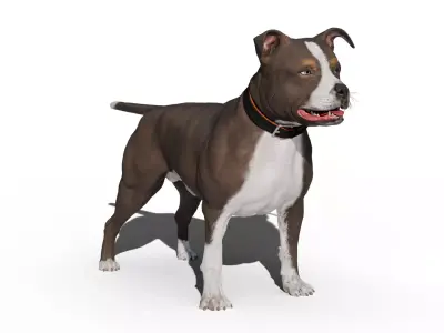 Pitbull Low-poly 3D model