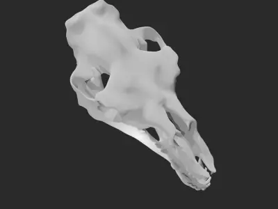 Skull of camel 3D model