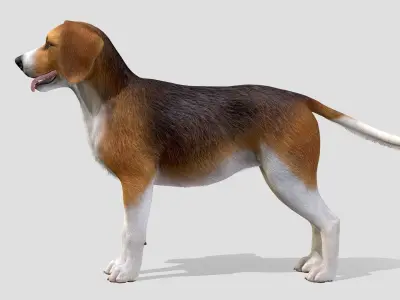 Dog - Beagle Low-poly 3D model
