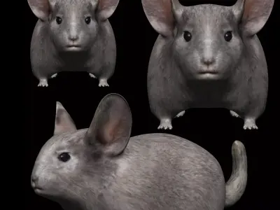 Chinchilla mouse Low-poly 3D model