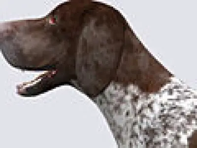 3DRT - German shorthaired pointer Low-poly 3D model